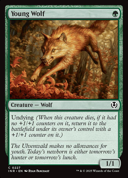 Young Wolf